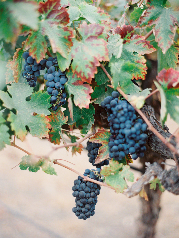 Mirelle Carmichael Photography - Blue and Grey Hammersky Vineyards Wedding - Paso Robles, CA Vines