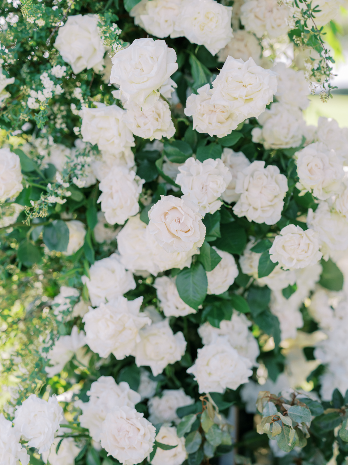Abundance of white roses by Parker and Posies