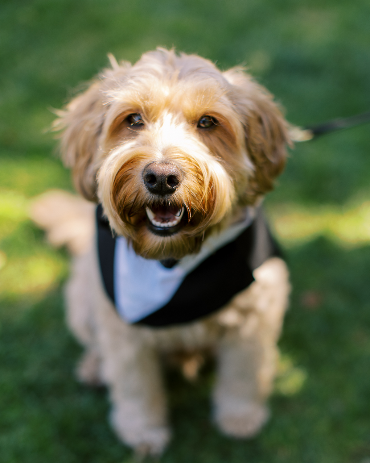 Goldendoodle in tuxedo